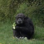 El chimpancé Koko, el el mamífero más veterano del zoo de Whipsnade en Reino Unido