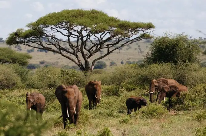 Los grandes mamíferos africanos están desapareciendo y estamos más cerca de saber por qué