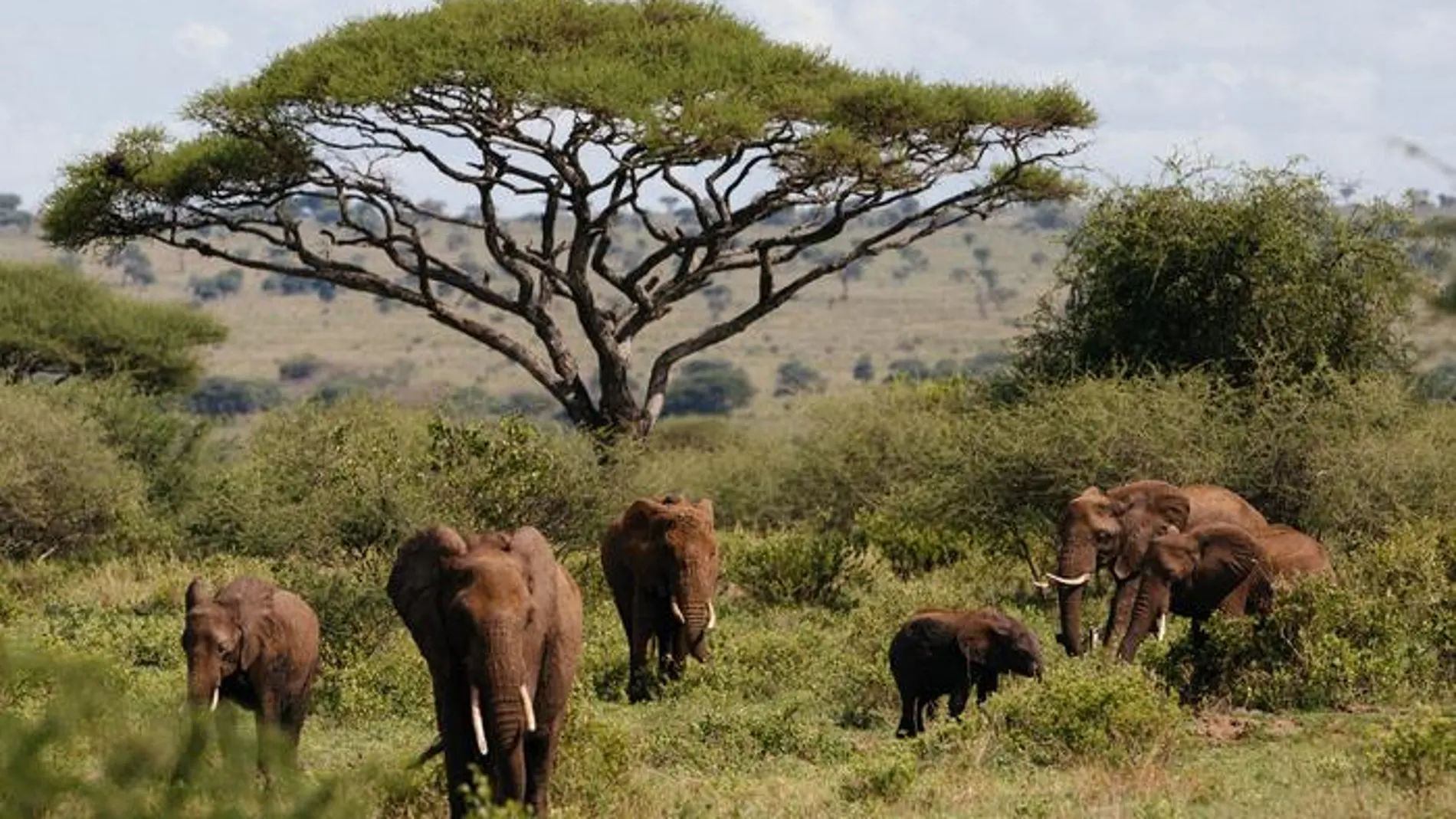 Elefantes (megaherbívoros) en el Parque Nacional de Tarangire, Tanzania, África. La diversidad y la abundancia de estos gigantes era mucho mayor en el pasado que en la actualidad.