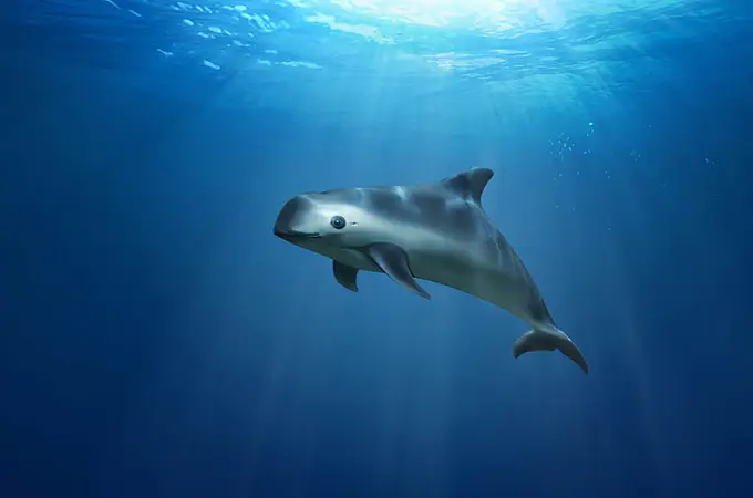 La “cocaína” del mar está exterminando a la ballena más pequeña del mundo