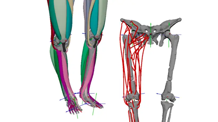 Digitalización de las zonas de inserción muscular utilizadas para construir el modelo de los músculos de Lucy, junto al modelo muscular en 3D completado. 