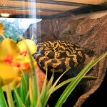 Una serpiente