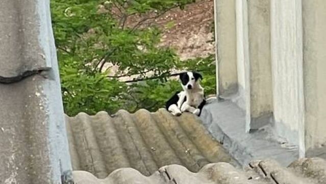 Imagen del perro que vive solo 