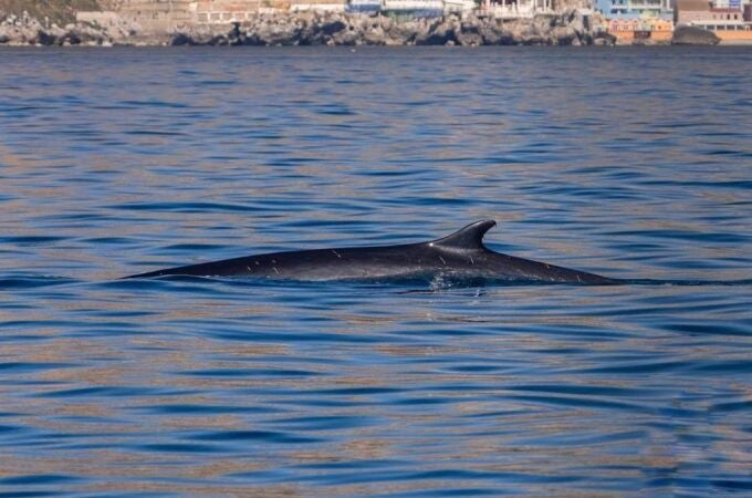 Cádiz.- Avistan un ejemplar de la segunda ballena más grande del mundo desde La Línea