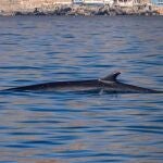 Cádiz.- Avistan un ejemplar de la segunda ballena más grande del mundo desde La Línea