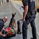 A la perra "Lua" de la Policía Nacional no se le escapa el hachís ni en unos calcetines