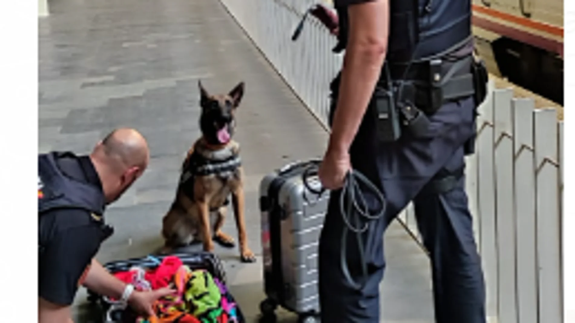 A la perra "Lua" de la Policía Nacional no se le escapa el hachís ni en unos calcetines