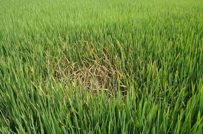 Este arroz resiste a enfermedades porque han modificado sus genes