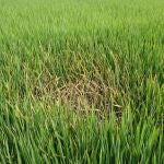 Tizón del arroz en un cultivo de arroz de California. Investigadores estadounidenses y chinos utilizaron la edición genómica CRISPR para crear una variedad de arroz de alto rendimiento resistente a esta importante plaga fúngica.