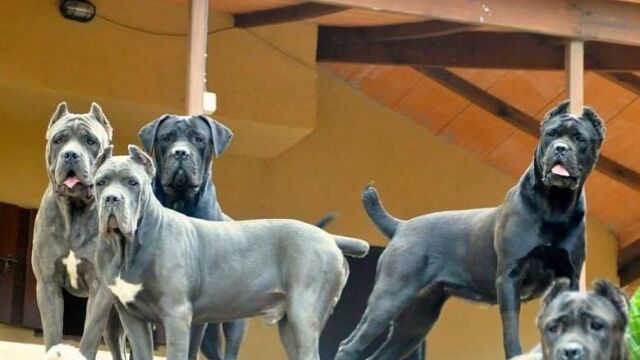Ejemplares de Corso Cane 