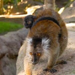 Nace una cría de lémur negro en BIOPARC
