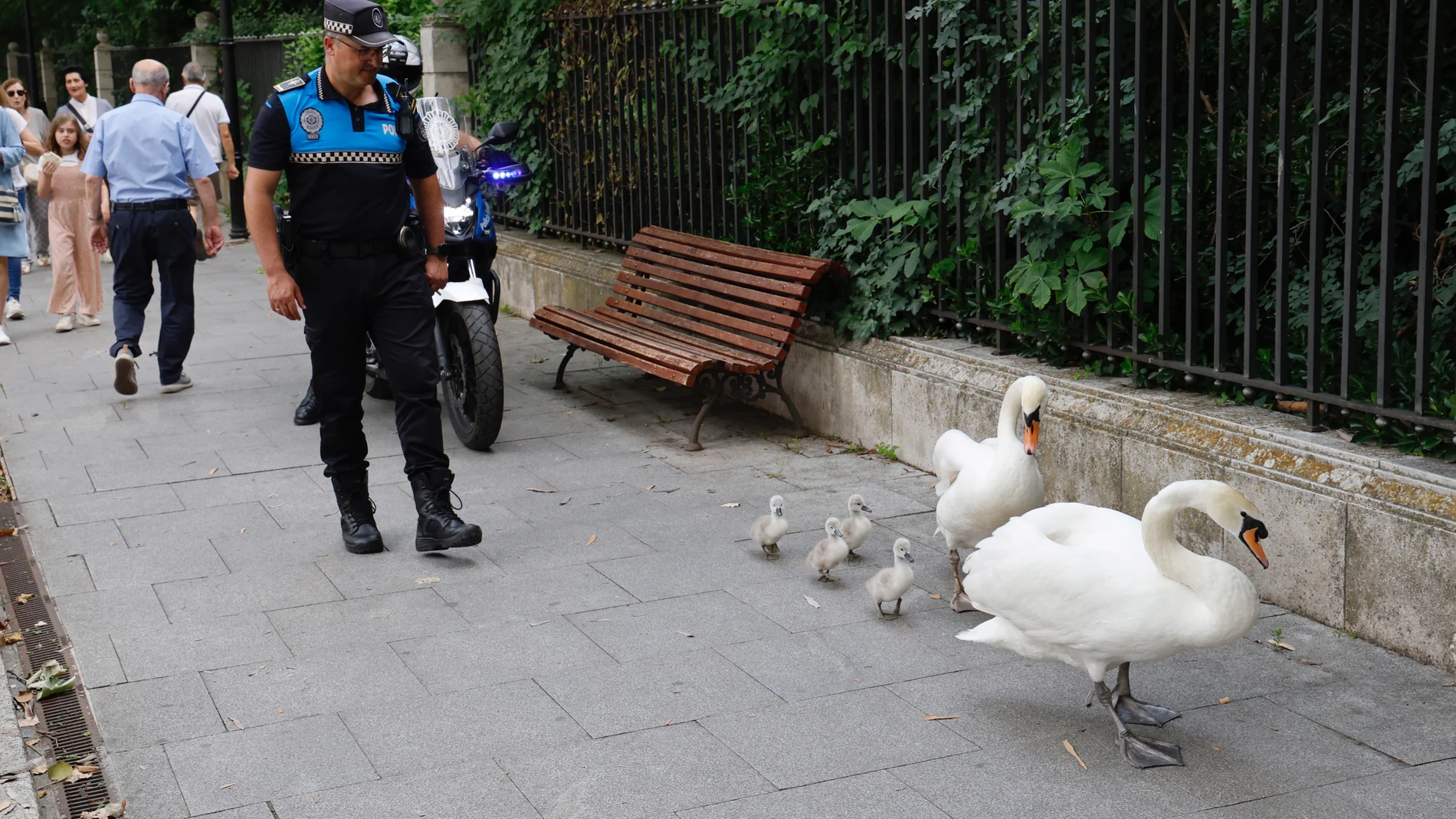 La Policía Local de Valladolid, acompaña a unos cisnes y sus crías que salieron del recinto del Campo Grande