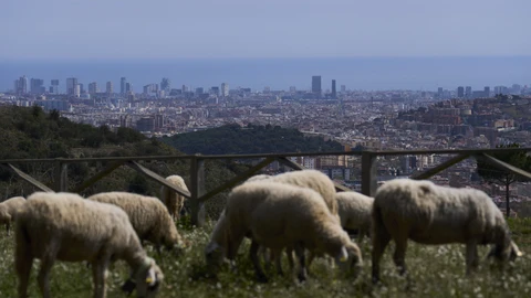 -FOTODELDÍA- BARCELONA, 06/04/2022.- Un rebaño de ovejas y cabras pasta desde este miércoles en la vertiente barcelonesa del Parque Natural de Collserola, el pulmón verde de Barcelona, en un plan piloto del ayuntamiento de la ciudad condal con el que se pretende reducir el riesgo de incendios forestales con una limpieza del sotobosque ecológica y sostenible.
