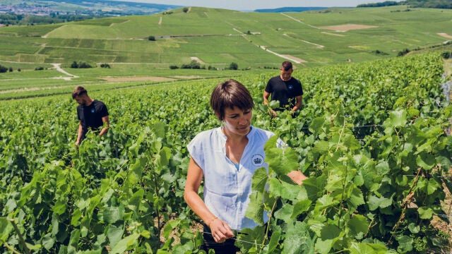 Trabajadores del programa Natura Nostra de Moët & Chandon en los ecocultivos de Épernay, en Francia 