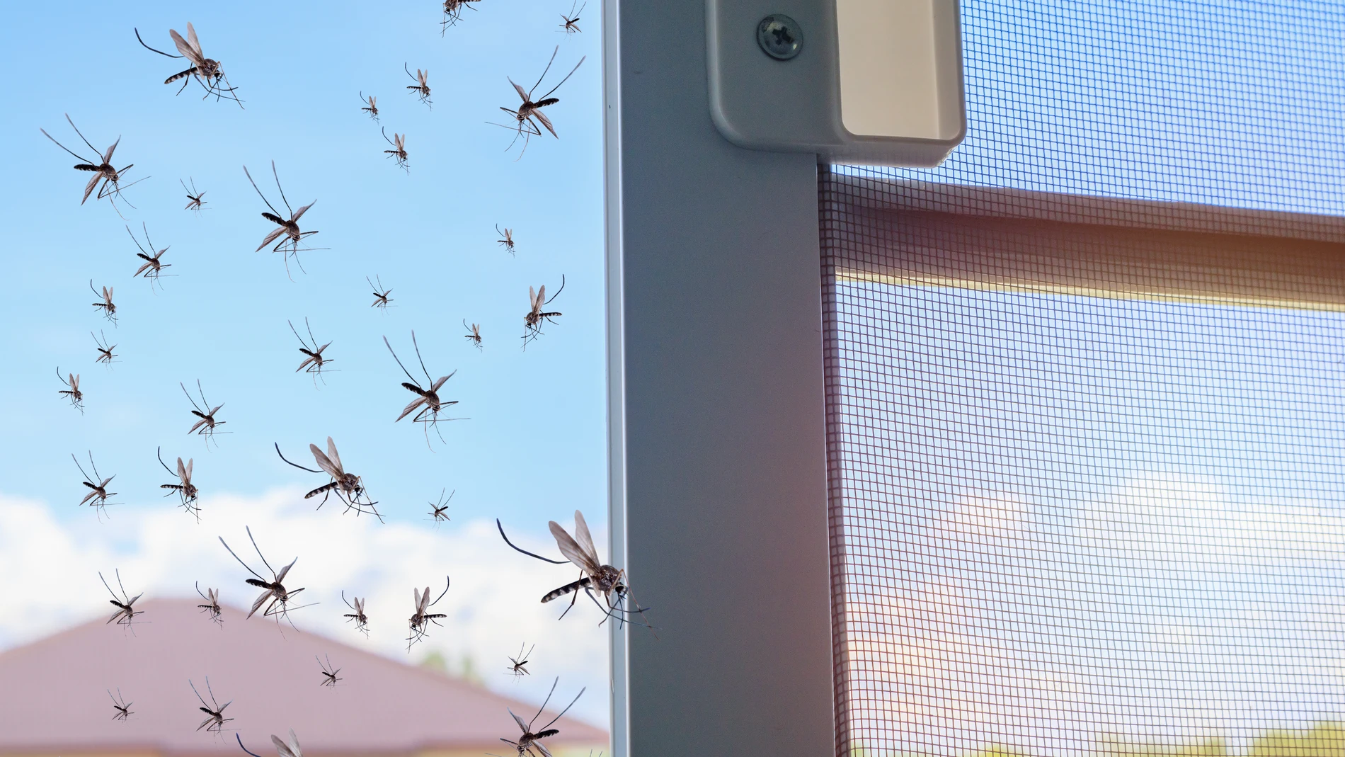 Los mosquitos prefieren picar en los pies o los gemelos, y se sienten atraídos por compuestos como el dióxido de carbono