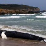 Aparece un ejemplar de ballena jorobada varada en la playa de Marmadeiro (Ferrol)