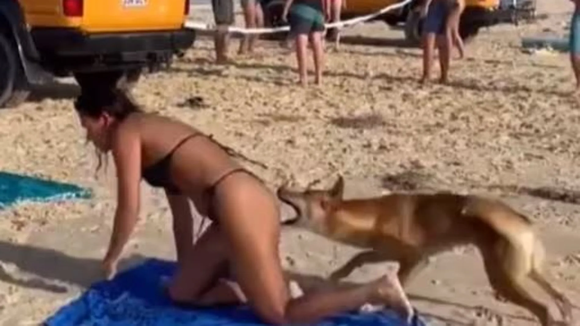 El dingo que atacó en el glúteo a una turista francesa en Australia