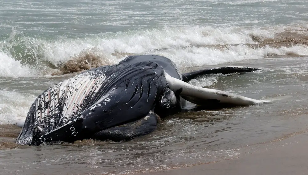 Aparece varada en una playa de Ferrol una ballena de 10 metros de largo 