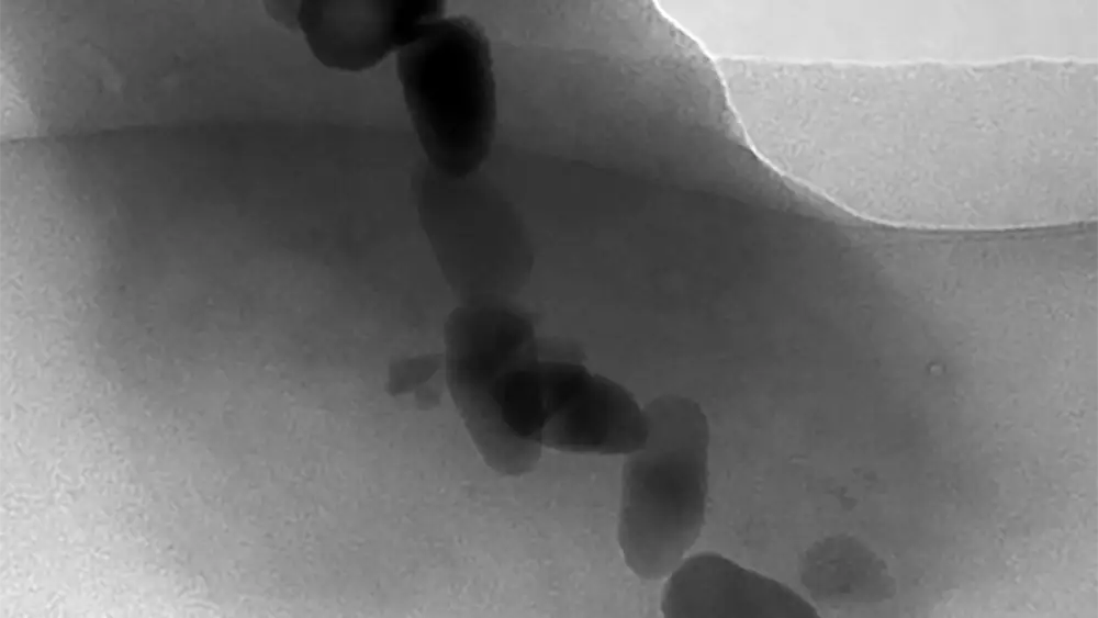Como una brújula, los magnetosomas que contienen hierro en las bacterias se alinean hacia los polos magnéticos de la Tierra, obligándolas a moverse en dirección norte o sur según el hemisferio en el que habiten.