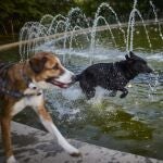 Dos perros se refrescan en una fuente para soportar las altas temperaturas
