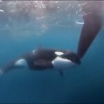 Un pescador de Cádiz no tiene ningún miedo a meterse en el agua con orcas y jugar con ellas