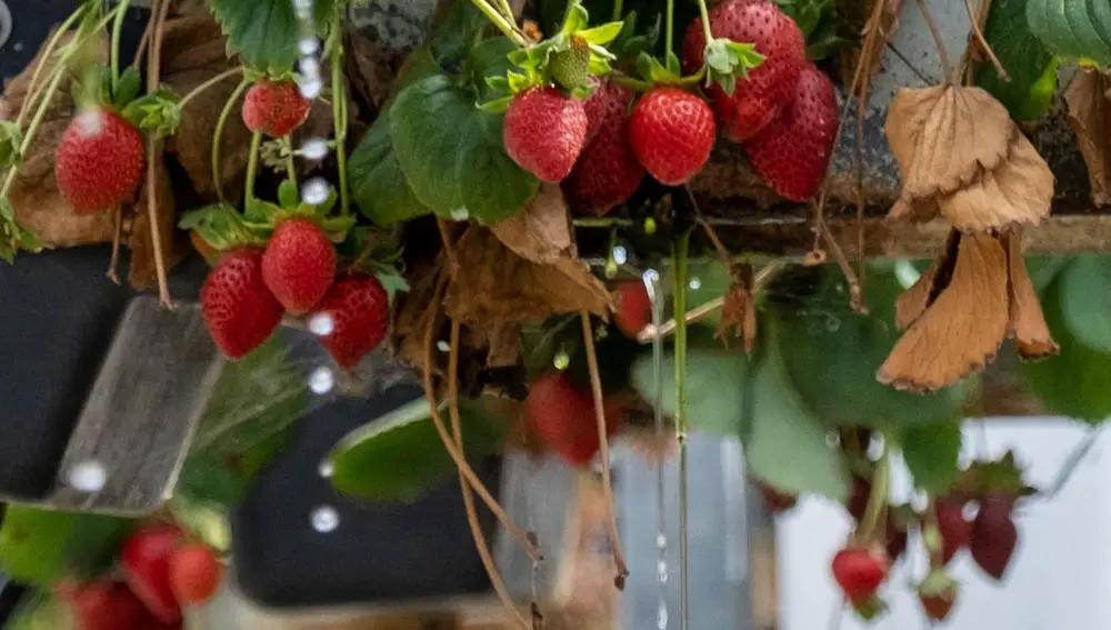 Una finca de invernaderos de frutos rojos en el municipio de Moguer