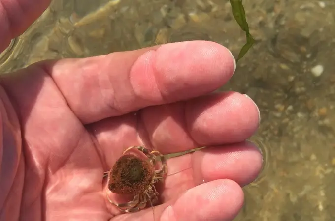 El diminuto cangrejo de mar que esconde las claves de la eterna juventud 