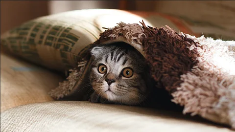 ¿Estás seguro de que tu gato está bien?