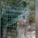 El gato montés liberado por los agentes del Seprona de Cuenca