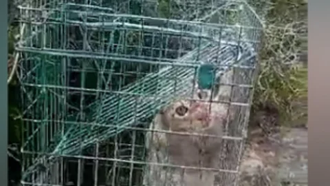 El gato montés liberado por los agentes del Seprona de Cuenca