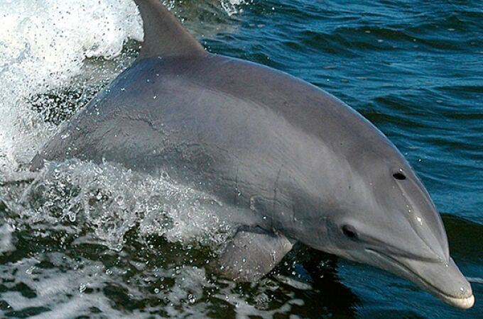 Así emplea Rusia a delfines “militares” en la defensa del puerto de Sebastopol.