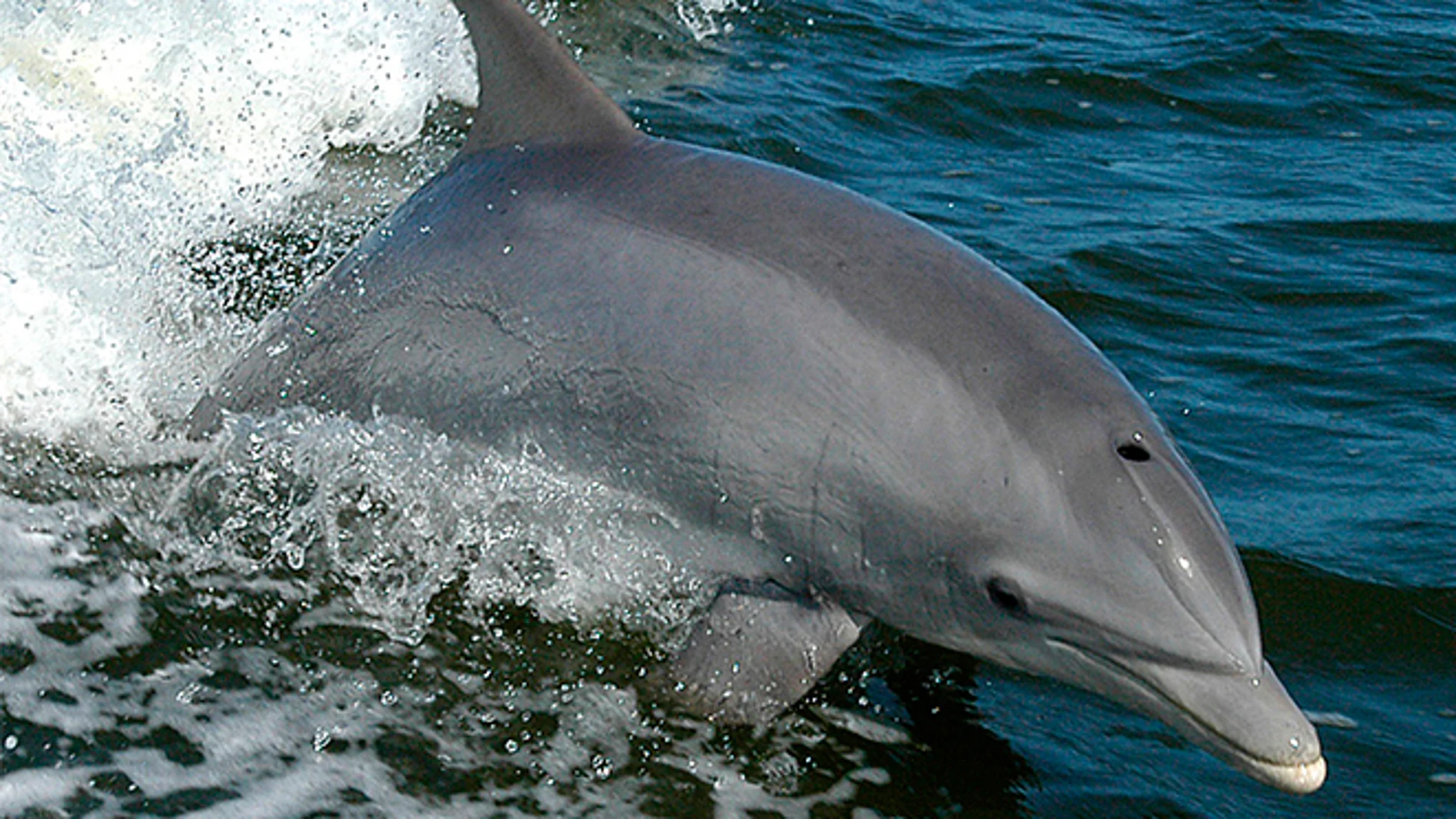 Así emplea Rusia a delfines “militares” en la defensa del puerto de Sebastopol.