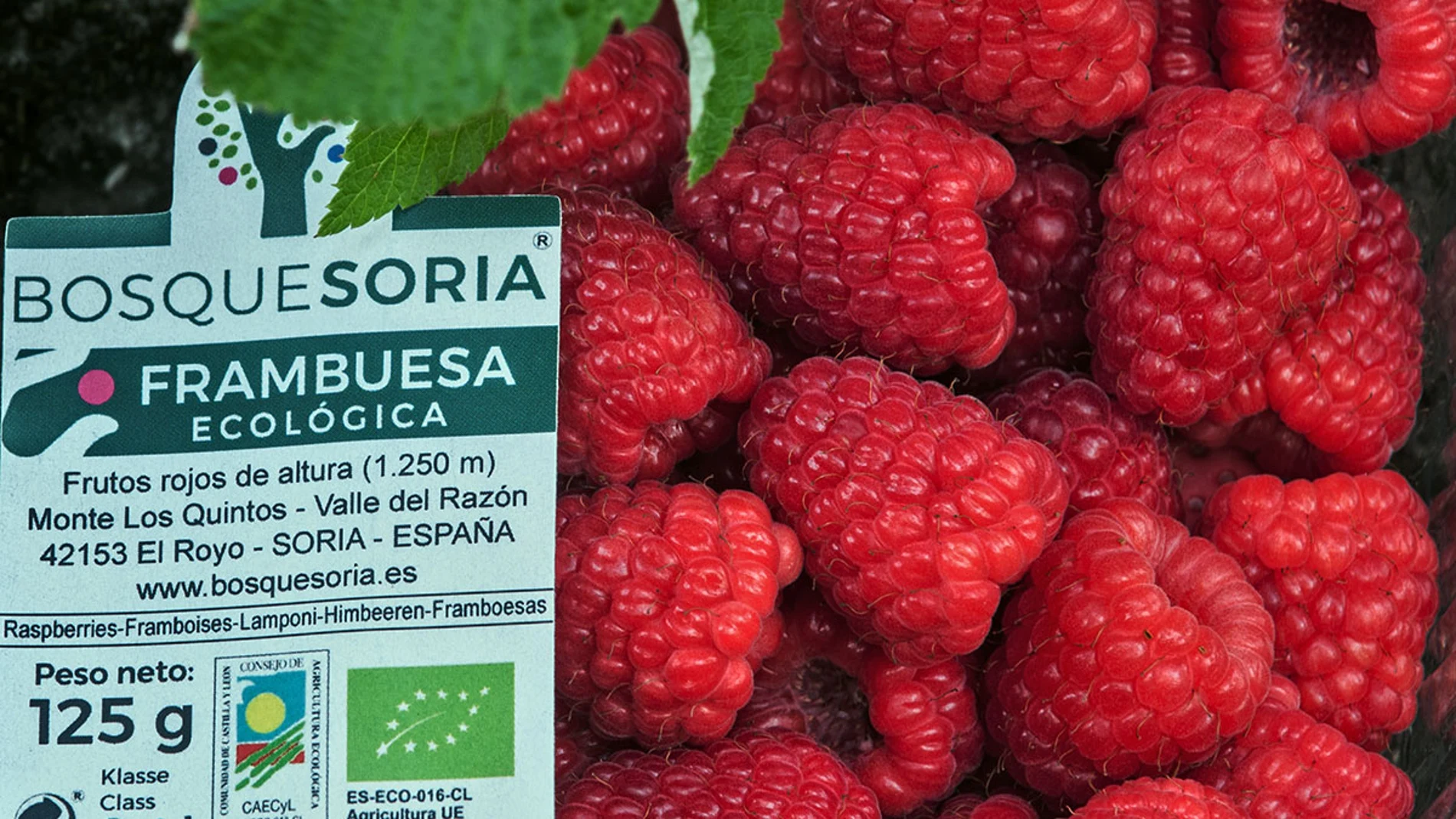 Frambuesas de BosqueSoria