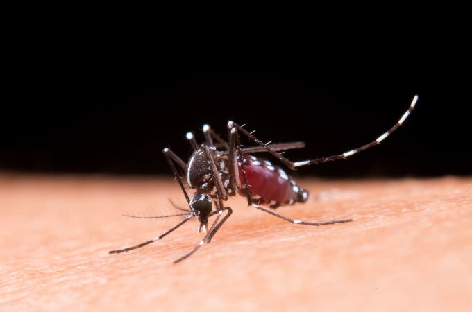 El cambio climático y la globalización han elevado el número de casos de enfermedades transmitidas por mosquitos