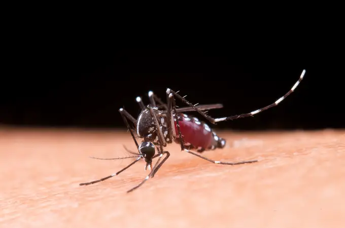 El dengue volverá a ser endémico en España en 30 años