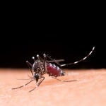 El cambio climático y la globalización han elevado el número de casos de enfermedades transmitidas por mosquitos