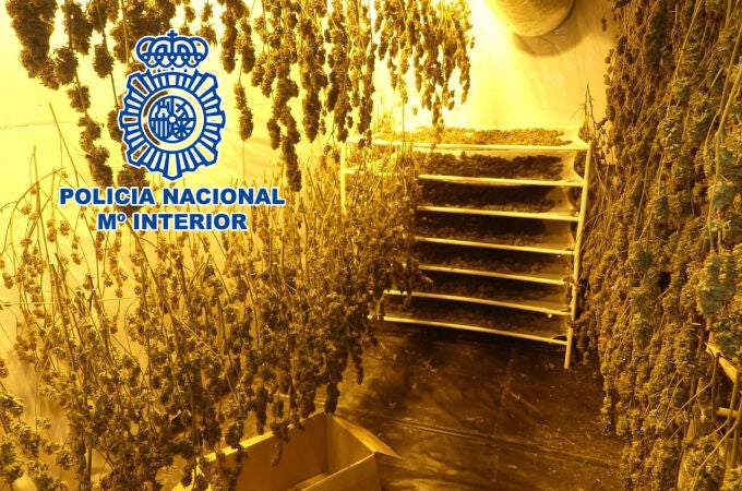 La Policía Nacional encuentra tres naves industriales llenas de marihuana en Alicante