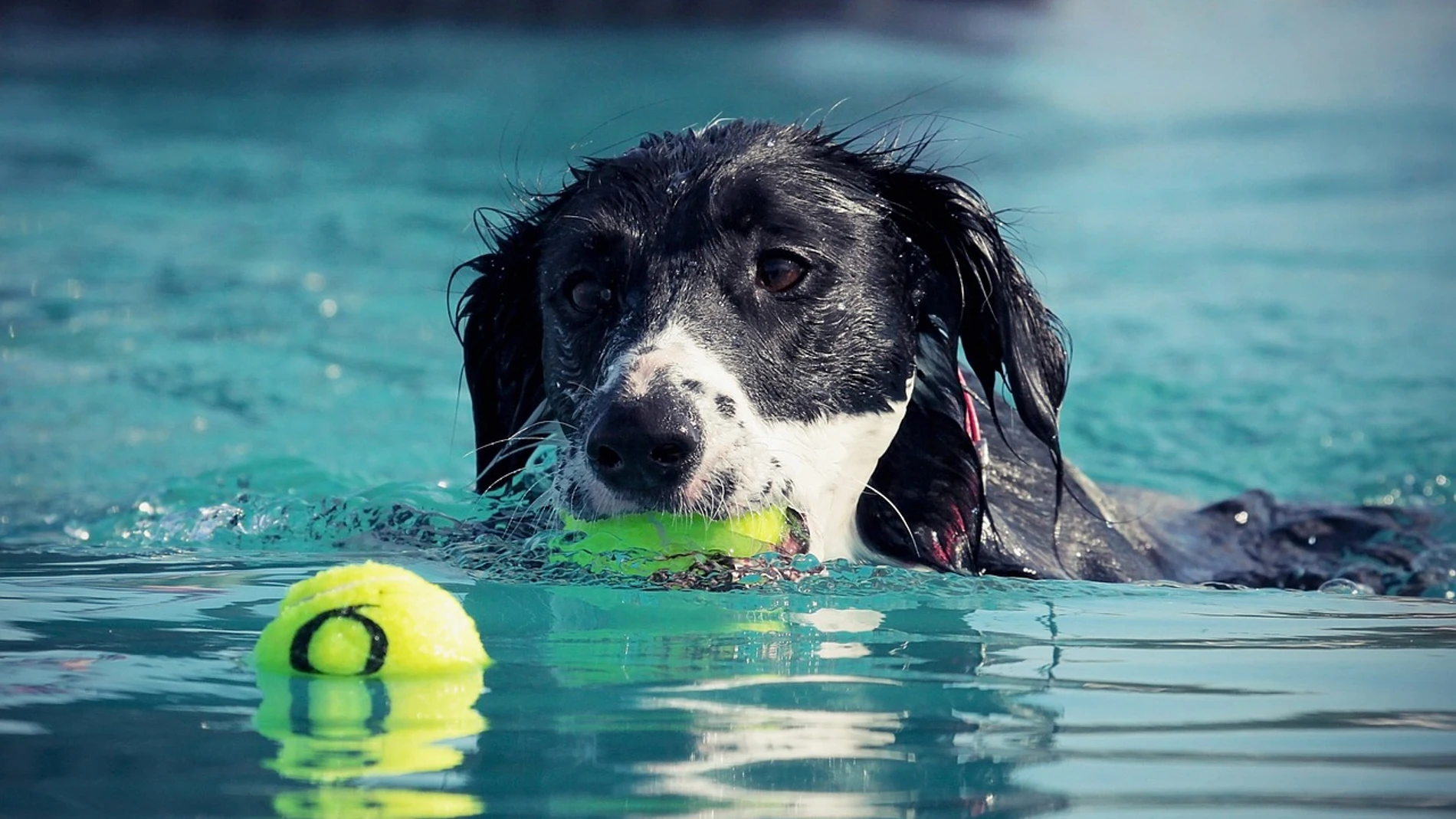 Los expertos aseguran que hay que observar minuciosamente el comportamiento de nuestra mascota a la vuelta de las vacaciones