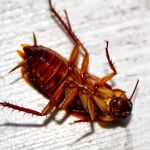 Es posible que una cucaracha espachurrada se convierta en alimento para su propia familia