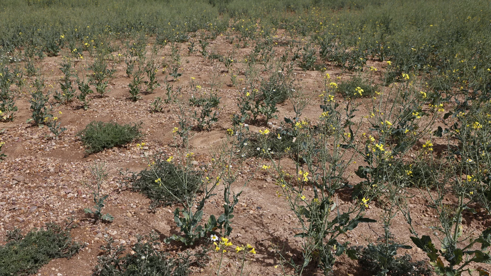 Campos de cultivo afectados por la sequía en Soria
