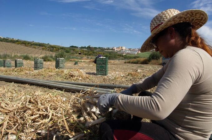 Una jornalera trabaja en la recogida del ajo en Córdoba
