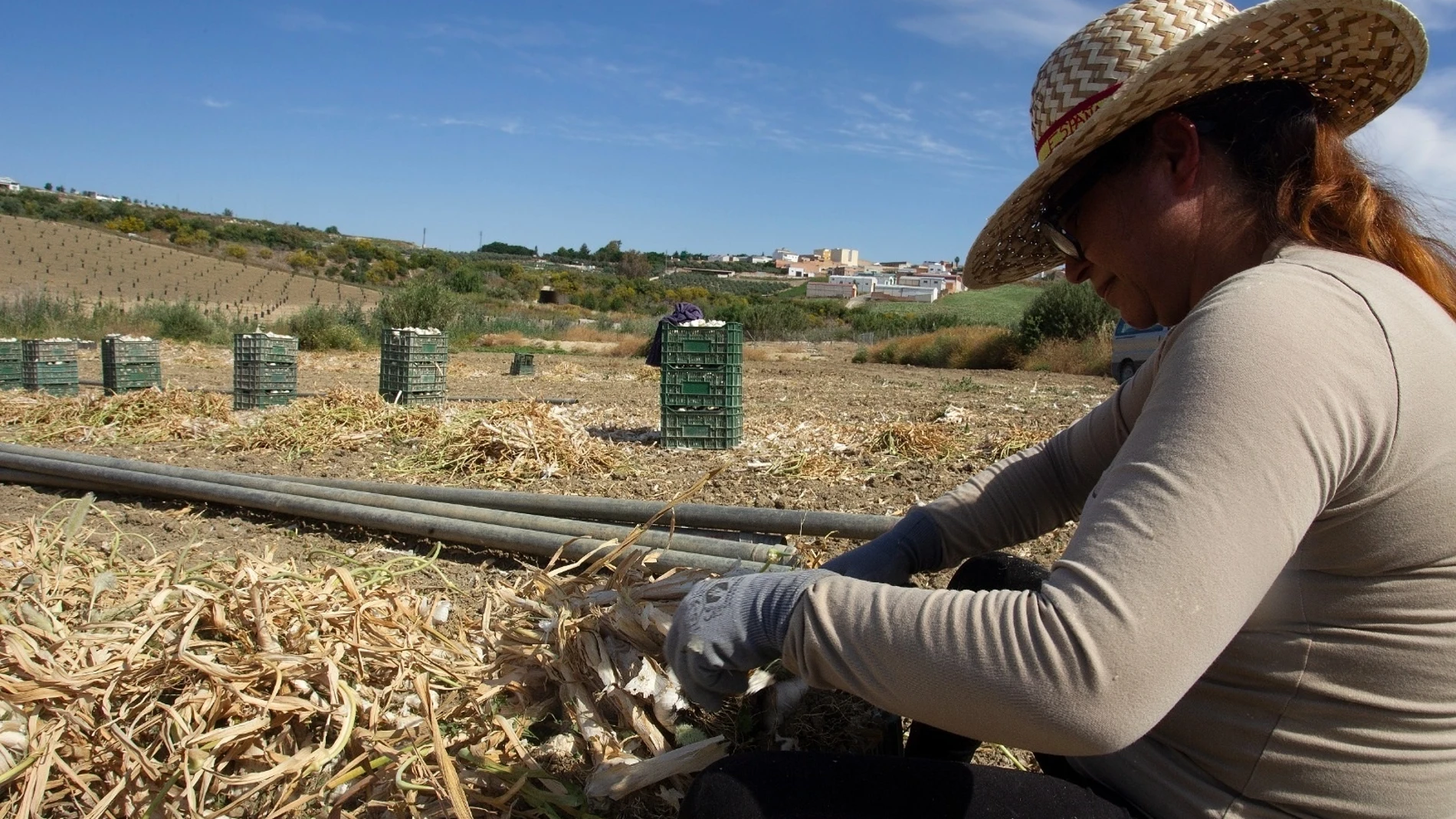 Una jornalera trabaja en la recogida del ajo en Córdoba