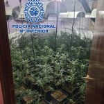 Las plantaciones localizadas