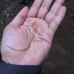 Gusano nematomorpho