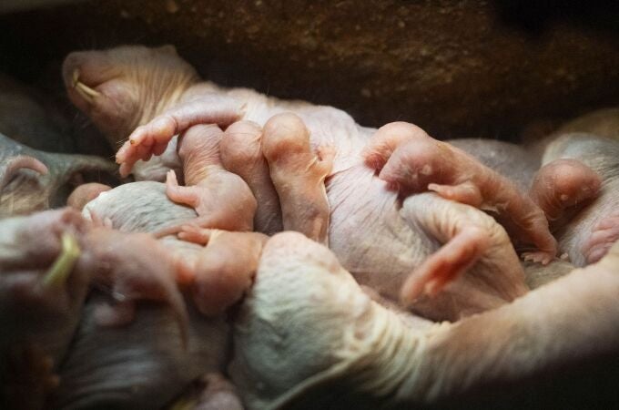 La rata topo desnuda tiene un parto "asistido" 
