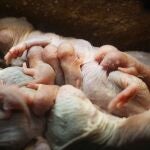 La rata topo desnuda tiene un parto "asistido" 