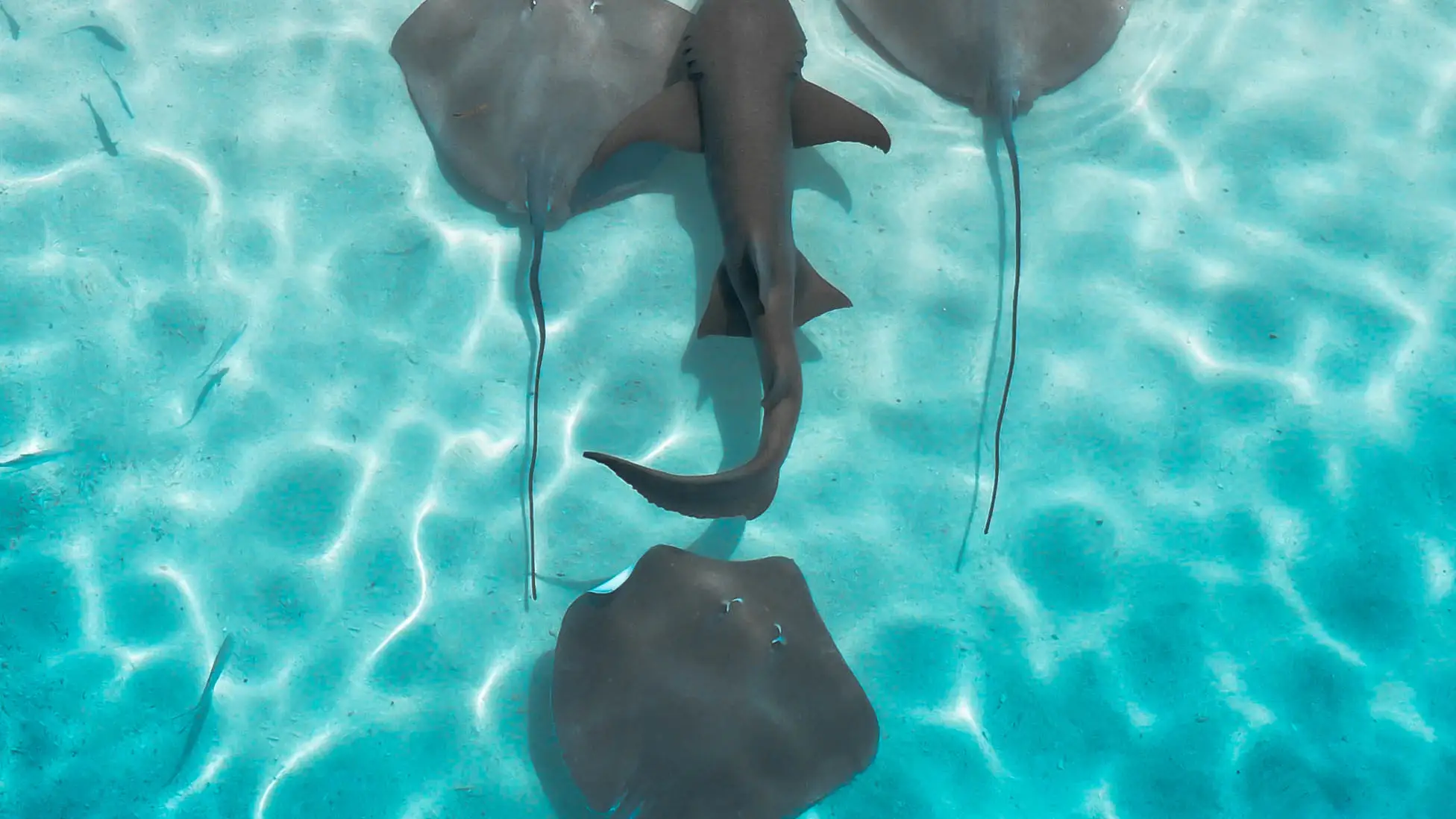 En el viaje a Maldivas es posible nadar con tiburones