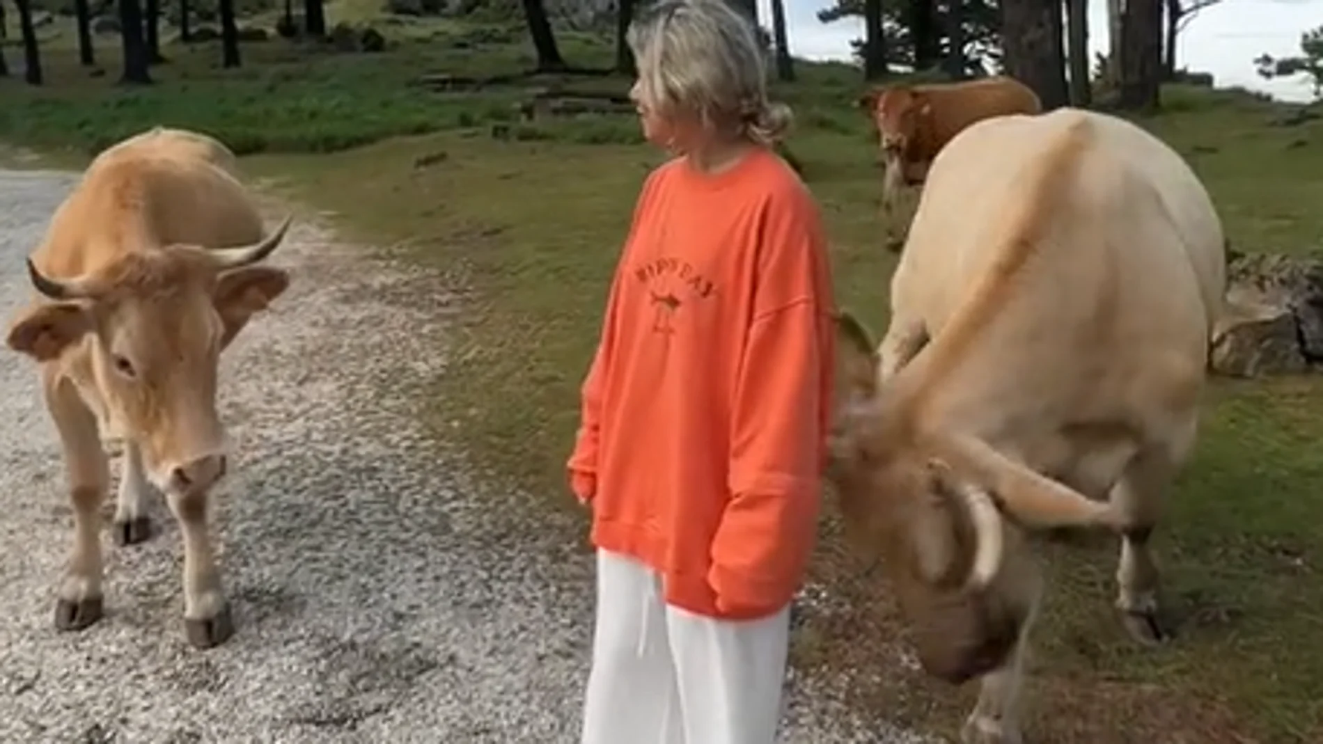Vídeo viral: Vaca embiste a tiktoker en Galicia por acercarse a su cría