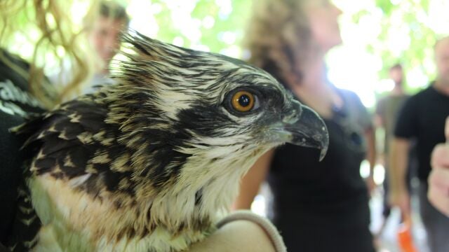 El águila pescadora vuelve a surcar el cielo de Valencia