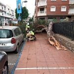 Servicios de emergencia han atendido a dos personas que han resultado heridas al desplomarse un gran árbol en Santiago de la Ribera